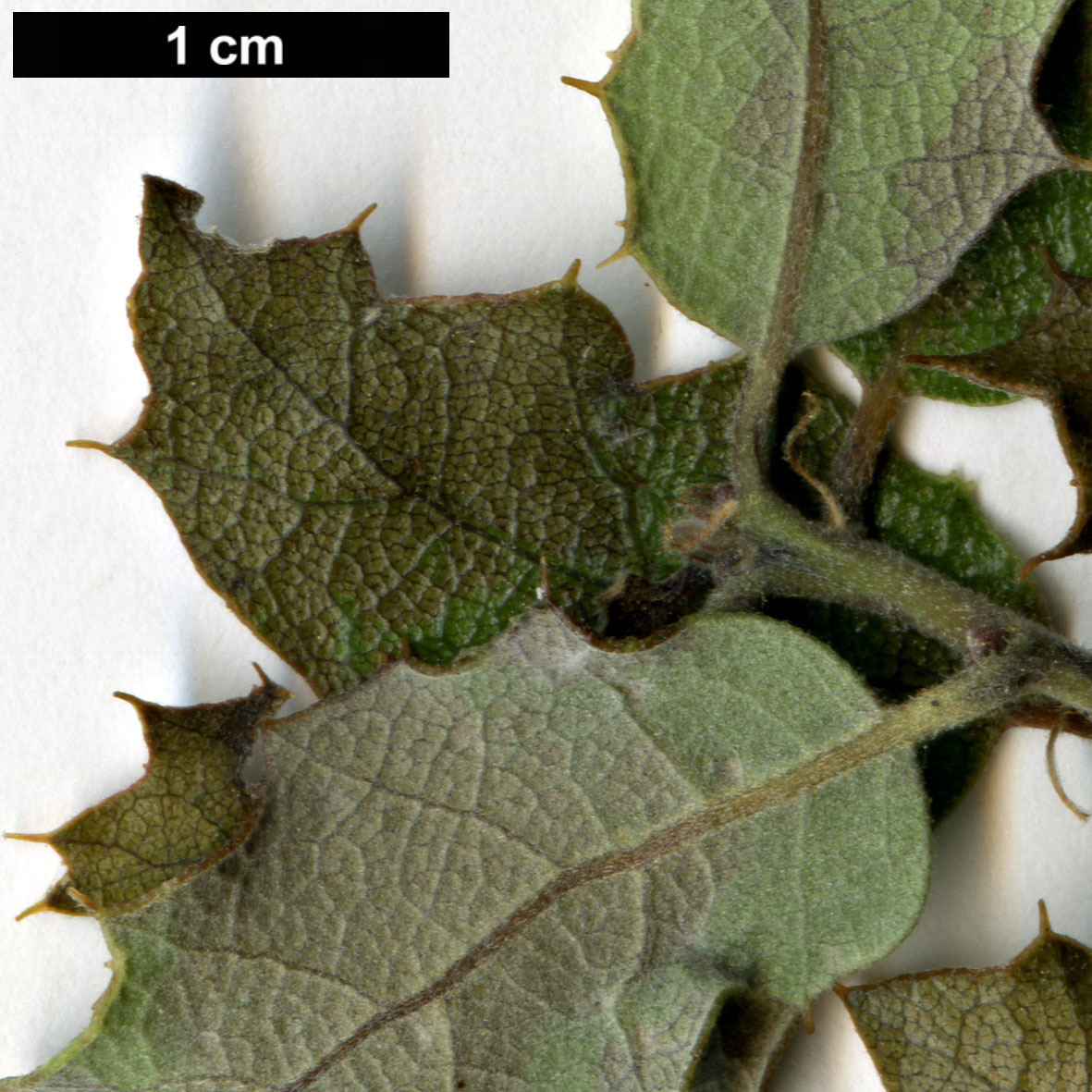 High resolution image: Family: Fagaceae - Genus: Quercus - Taxon: john-tuckeri × Q.kelloggii High resolution image: Family: Fagaceae - Genus: Quercus - Taxon: john-tuckeri × Q.kelloggii
